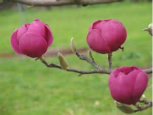 Magnolia BLACK TULIP-5g Magnolia BLACK TULIP-5g